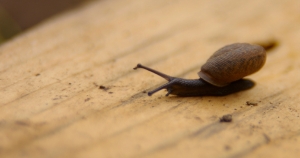 A close-up image of a brown snail slowly crossing a wooden plank