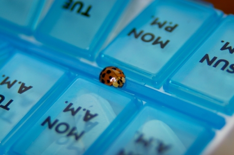 a ladybeetle crawls down the middle of a weekly pill-sorter box