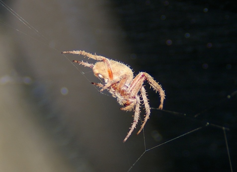 an peach-colored orb-weaver spider balanced on a few silken threads