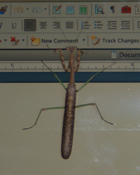 Praying mantis on a Macbook screen, tapping on the "New Comment" button of a Word program toolbar.