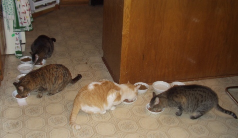 4 cats on kitchen floor eating up dishes of chicken-in-gravy