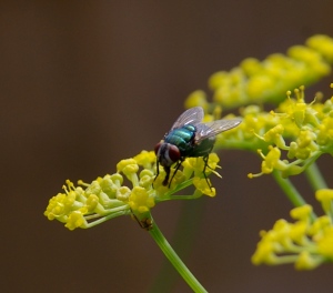 A shiny green fly sponging up nectar from a fennel flower head